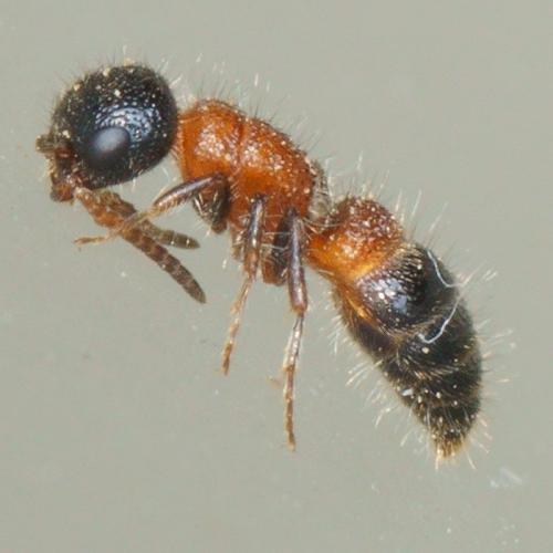 Paramyrmosa brunnipes